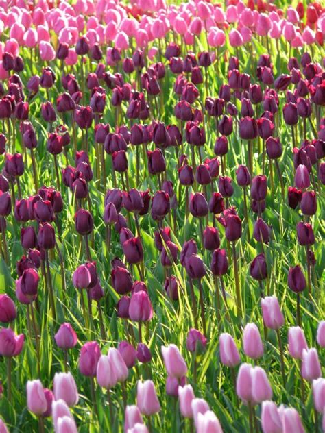 Free Images Field Farm Flower Purple Petal Tulip Red Flowers