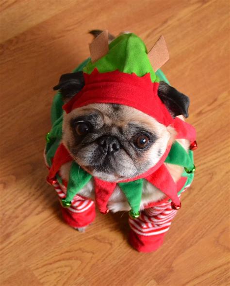 346 Best Images About Christmas Pugs On Pinterest Reindeer Merry