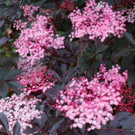 Pakistan mulberry, black beauty mulberry. Sambucus nigra Black Beauty