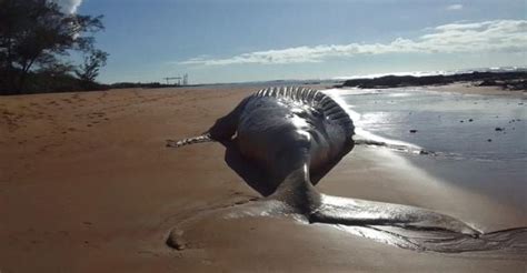 A Gazeta Mais Uma Baleia Jubarte é Encontrada Morta Em Praia Do Norte Do Es