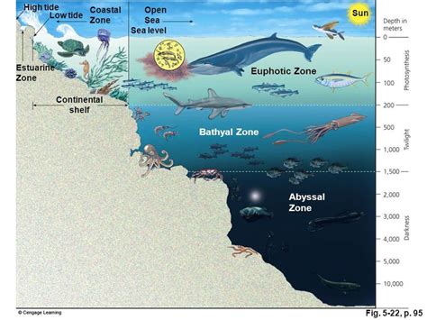 Ocean Zones Earth Sciences Quiz Quizizz