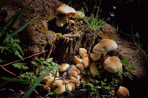Psilocybe Cubensis The Mushroom Behind The Magic 911 Weknow