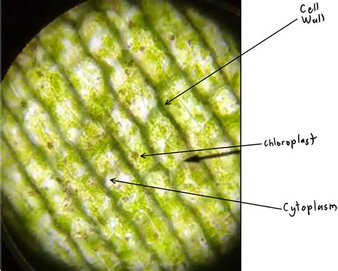 Plant Cells Of Chloroplasts Chloroplasts Structure And Functions Of