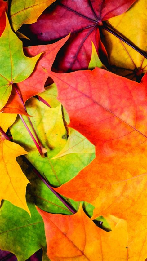 15 Nature Leaves Hd Wallpaper Basty Wallpaper