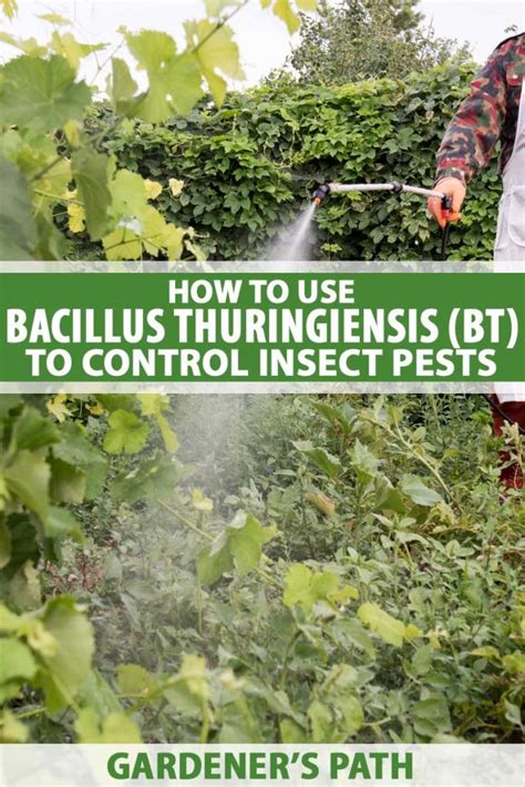 How To Use Bacillus Thuringiensis Bt To Control Insect Pests
