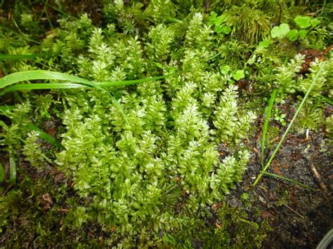 Badge Moss • Plagiomnium Insigne Biodiversity Of The Central Coast