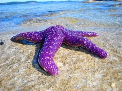 The Purple Sea Star Starfish Found In The Pacific Ocean Estrella De