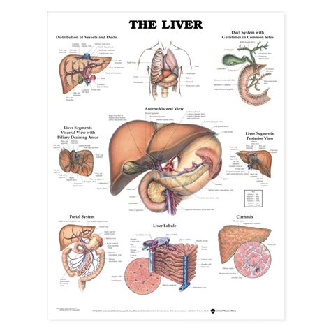 Download scientific diagram | schematic diagram of the normal liver. Liver Anatomy Poster 9781587791758 | Liver Anatomical ...
