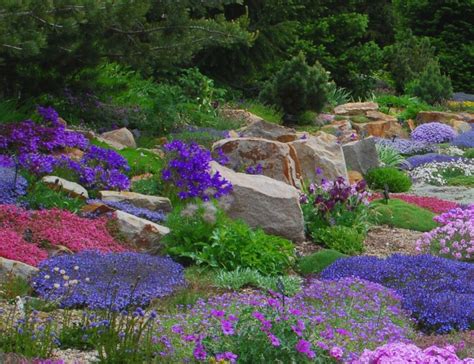 Alpine Perennials The Perfect Rock Garden Companion Powerful Perennials