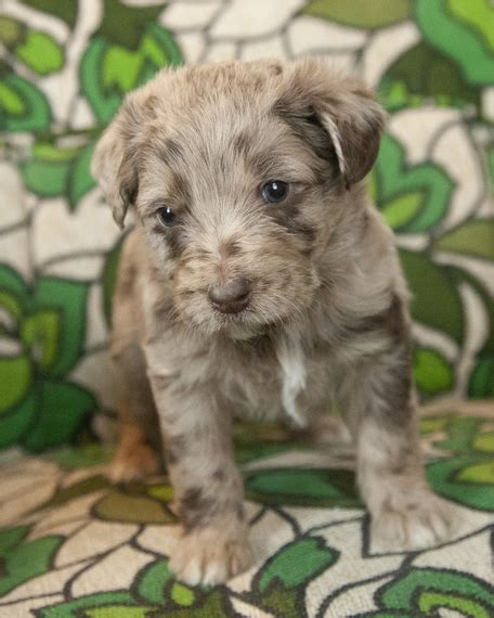 Aero A Chocolate Merle Male Aussiedoodle Puppy 667061 Puppyspot