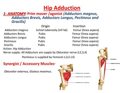 Muscles Used In Hip Adduction
