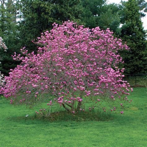 Magnolia Jane Tree New Blooms Nursery