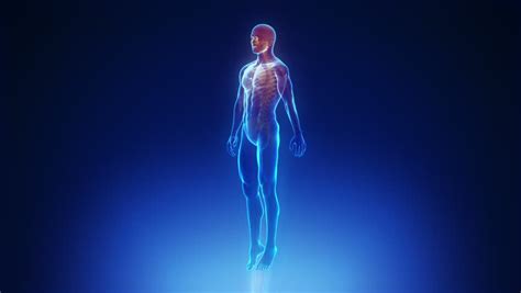 The home button resets the view. X-ray Scan Of Full Body Human Muscles, Skeleton And Organs ...