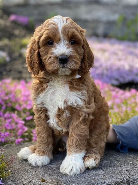 Specializing in minature golden doodles. Fox Creek Farm Goldendoodles in West Virginia | Find your ...