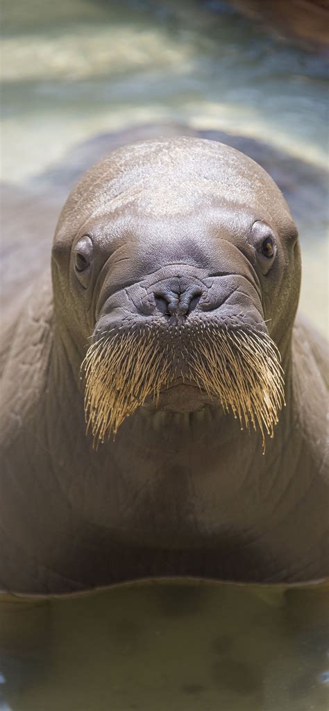 Walrus Wallpapers And Backgrounds 4k Hd Dual Screen