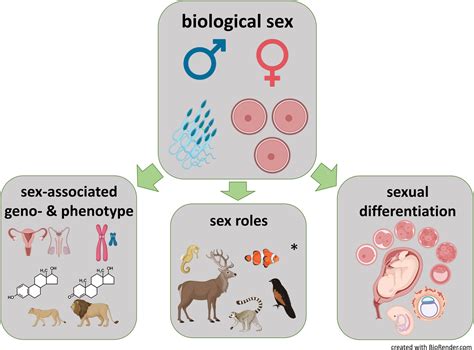 Biological Sex Is Binary Even Though There Is A Rainbow Of Sex Roles