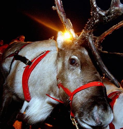 Where To See Real Reindeer Near Warwickshire This Christmas Coventrylive