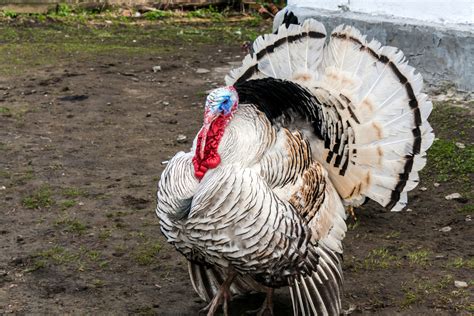 Are Turkeys The New Backyard Chickens Modern Farmer