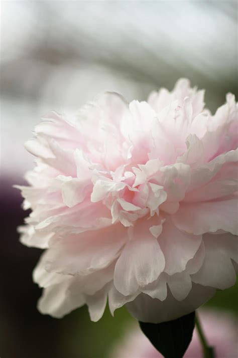 Light Pink Peony Flower Paeonia By Maria Mosolova