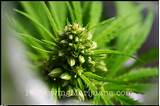 Male Marijuana Seeds