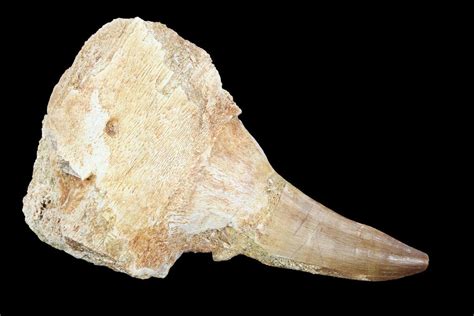 21 Fossil Mosasaur Prognathodon Jaw Section With Tooth Morocco 116977 For Sale