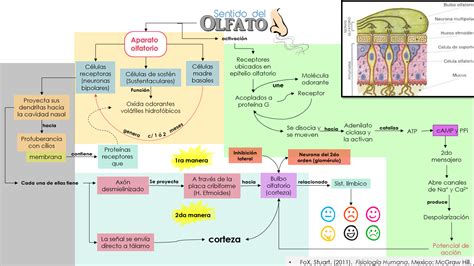 La Fisiología De Diana Sentidos De Tacto Gusto Y Olfato