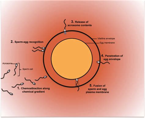 A Generalized View Of The Main Stages In The Fertilization Process In