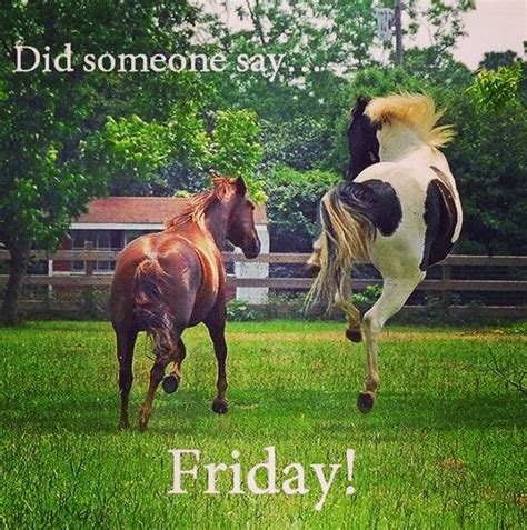 Happy Friday Have Plenty Of Horsey Fun Horse Picturesthat Arecute