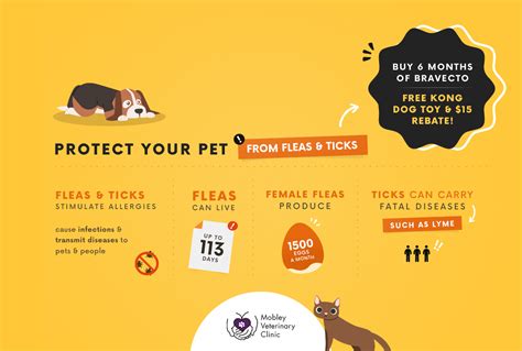 Safest Flea And Tick Solutions At Mobley Veterinary Clinic