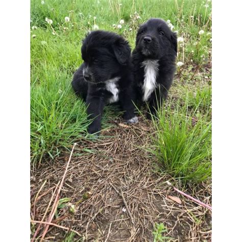 The golden is believed to have this sweet breed is kind, confident, responsive, affectionate and overall makes for a great family pet. 2 golden retriever mix puppies for adoption in White ...