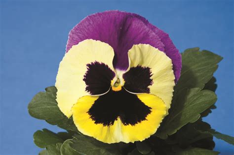 Colossus Tricolor Pansies Beautiful Flowers Flower Garden