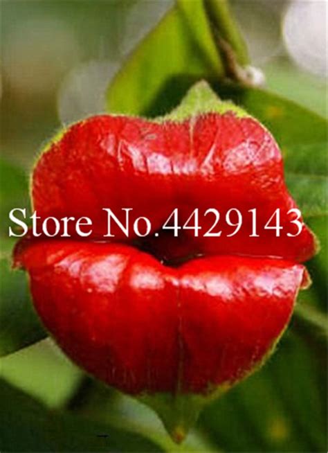 100 Pcsbag Red Lips Flower Bonsai Rare Flowering Pots Bonsai Japanese