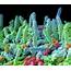 Oral Bacteria Photograph By Steve Gschmeissner