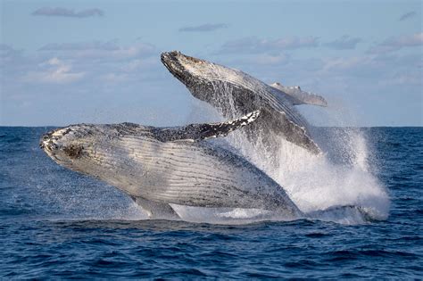 Migrating Humpback Whales Show Off In Rare Double Breach Storytrender