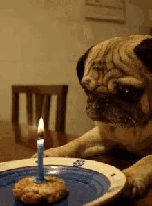 Mar 12, 2021 · pick a special birthday instagram caption or message and pair it with a fun birthday photo or selfie of yourself in your birthday glam. Dog Birthday GIFs | Tenor