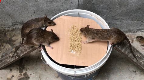 A Simple But Efficient Rat Trap Canvids