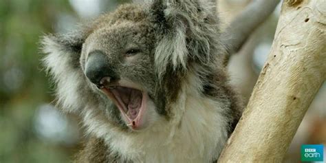 What Does An Angry Koala Sound Like Bbc Earth Scoopnest