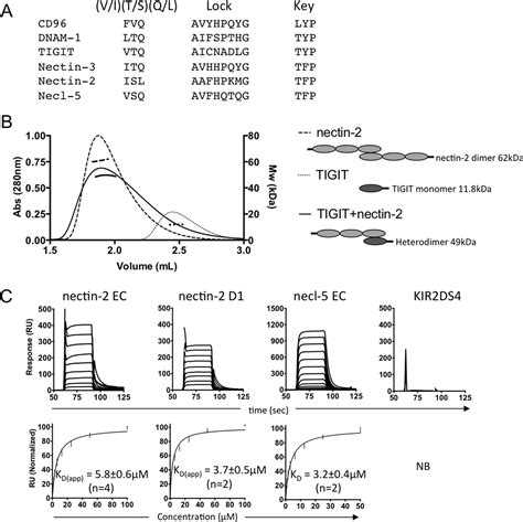 Recognition Of Nectin By The Natural Killer Cell Receptor T Cell