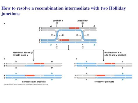 Ppt Genetic Recombination 1homologous R Ecombination 2 Site
