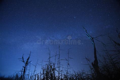 Night Sky With The Milky Way Over The Forest And Trees Stock Image