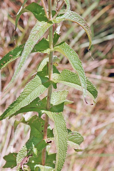 Bonesets are plants that generate in patchy islands biomes. Minnesota Seasons - common boneset