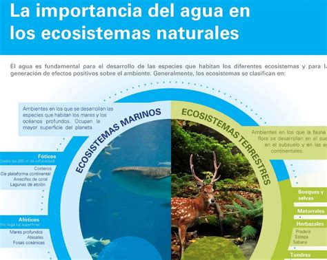 Infografia De La Composicion De Un Ecosistema Ecosistemas Images