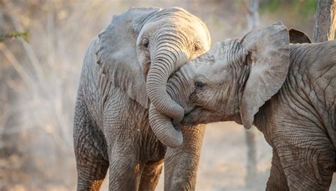 How Do Elephants Give Birth Sciencing