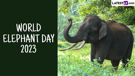 World Elephant Day 2023: कब है विश्व हाथी दिवस? जानें इसका महत्व