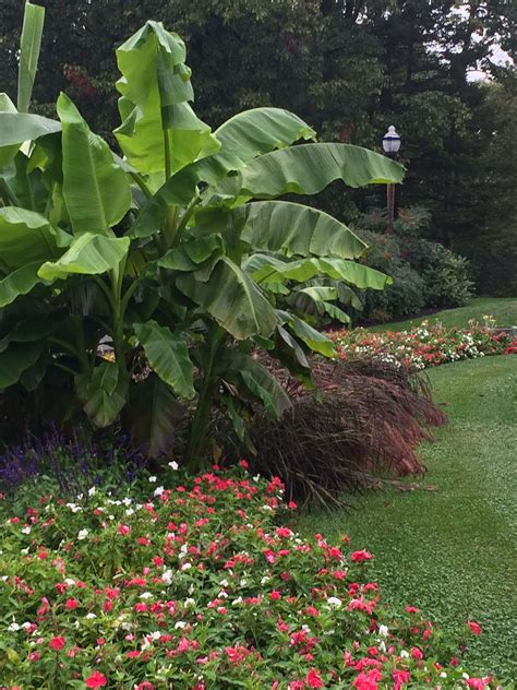 Musa Basjoo The Fiber Banana In A Fall Border These Cold Hardy