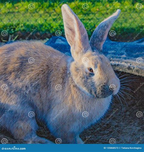 beautiful mature rabbit close up stock image image of mature care 135868573