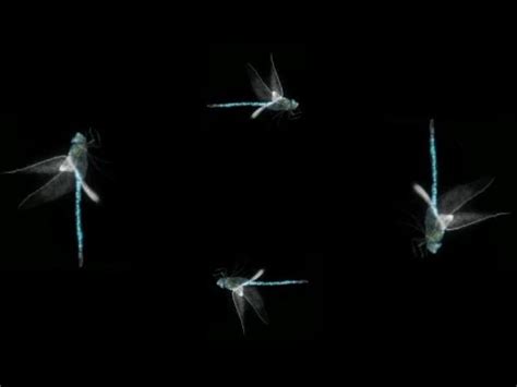 Okay, this either means my terror is making me think weirdly, or that my mmd thoughts are processing as they normally are idk by terror, i mean the fear of what. Animals and Insects, Music and Holographic Animation For ...