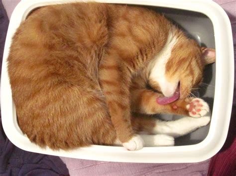 Wichtig ist es, der ursache auf den grund zu gehen, denn diese kann psychisch (seelisch) oder auch physisch (körperlich, also gesundheitlich) bedingt sein. Ist die Haltung zweier Katzen in einer Mietwohnung erlaubt?