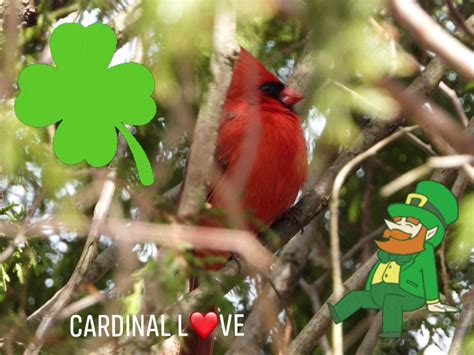 After researching android courses online, kelly came across treehouse's android development track and began learning. Cardinal Love - Home | Facebook