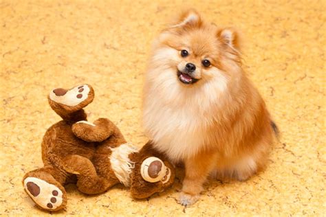Sam behaving like a dog for 54 seconds. 11 Dogs That Look Like Teddy Bears (Pictures and Videos)